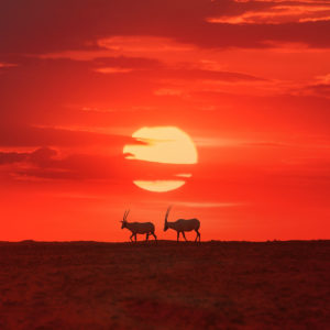 Oryx at Sunset full frame